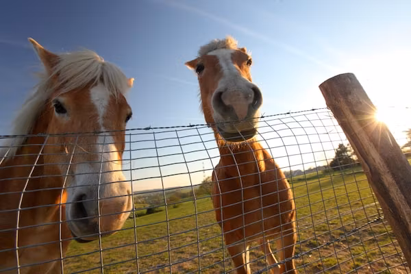 Bungalowpark Schin op Geul 3 in Walem - Foto 21 van 21