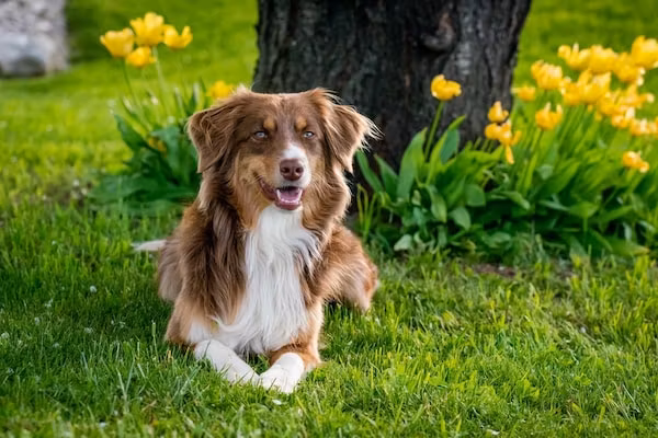 Hof van Salland 6 in Hellendoorn - Foto 36 van 36