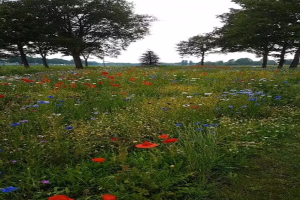 Vakantiepark Sandberghe 2