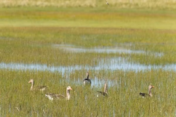 Duindroom op Terschelling in Midsland Terschelling - Foto 40 van 40