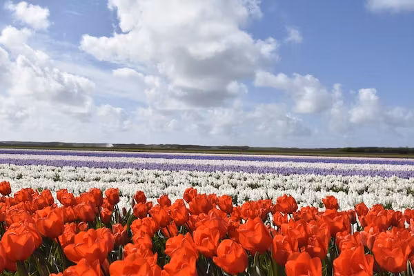 Hazenborgh - Strandhuys in Callantsoog - Foto 40 van 40
