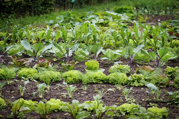 Landhoeve buitenman in Lage Mierde - Foto 32 van 32