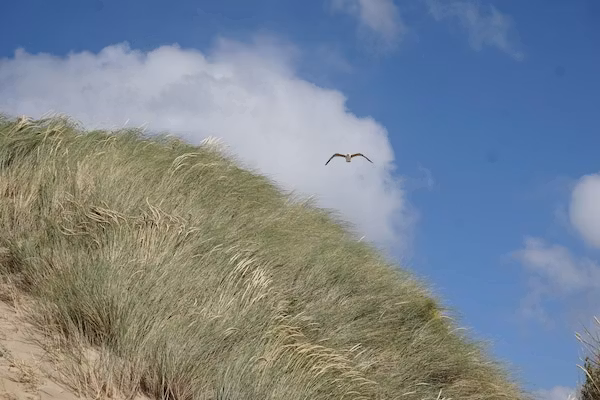 Sophiaboulevard 15 in Kamperland - Foto 40 van 40