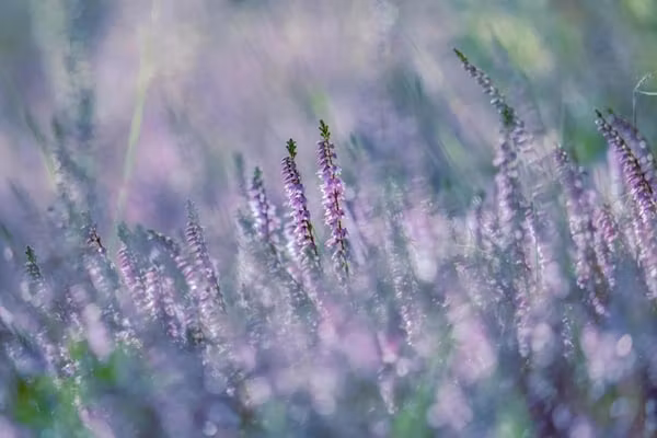 Bospark 't Wolfsven 11 in Mierlo - Foto 34 van 34