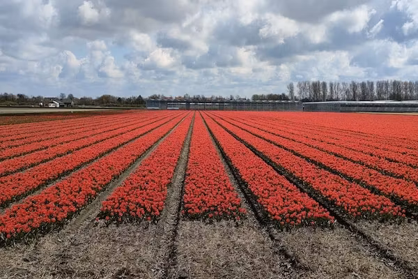Calm Breeze in Noordwijkerhout - Foto 40 van 40