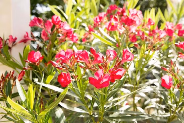 Vakantiepark Weerterbergen 14 in Weert - Foto 40 van 40