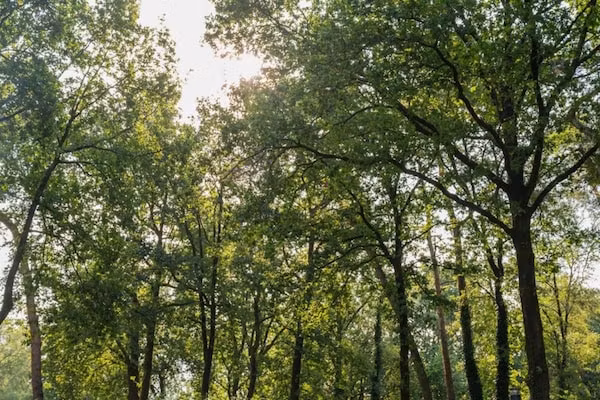 Vakantiepark De Rimboe & De Woeste Hoogte 39 in Hoenderloo - Foto 40 van 40