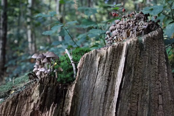 Dwergarend 17-20 in Voorthuizen - Foto 39 van 39