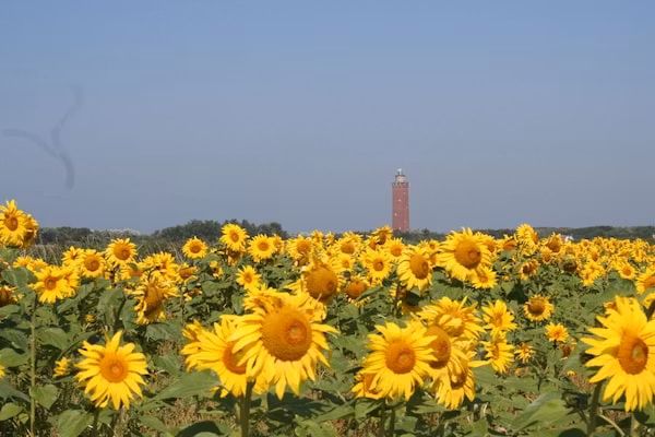 271915 in Ouddorp - Foto 17 van 17