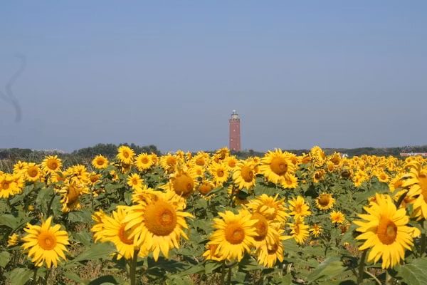 91078 in Ouddorp - Foto 28 van 28