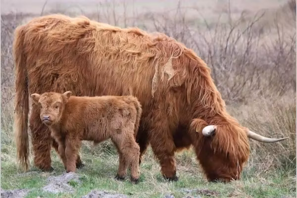 Strandslag 193 in Julianadorp aan Zee - Foto 38 van 38