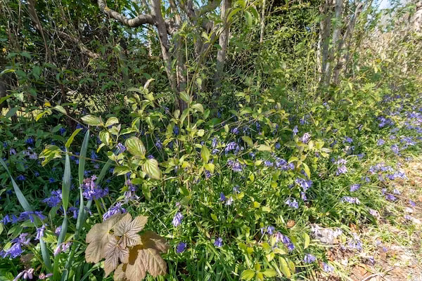 Duinland 183 in Sint Maartenszee - Foto 19 van 19