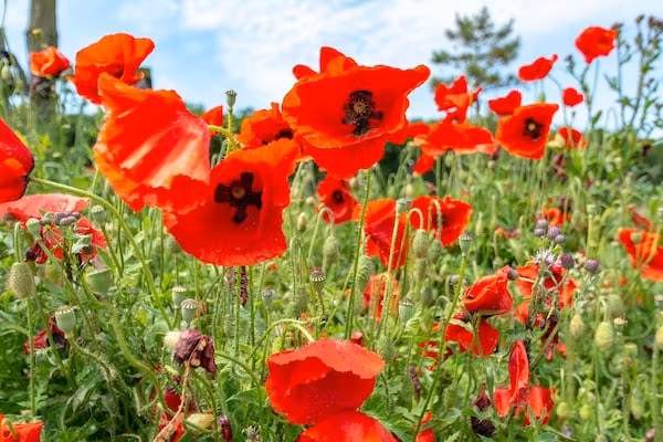 Klaproos in Groote Keeten - Foto 22 van 22