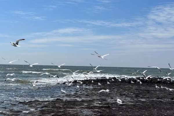 De Schelp 21 in Sint Maartenszee - Foto 32 van 32