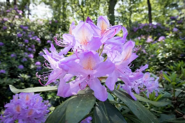 Ruischende Dennen in Huybergen - Foto 40 van 40