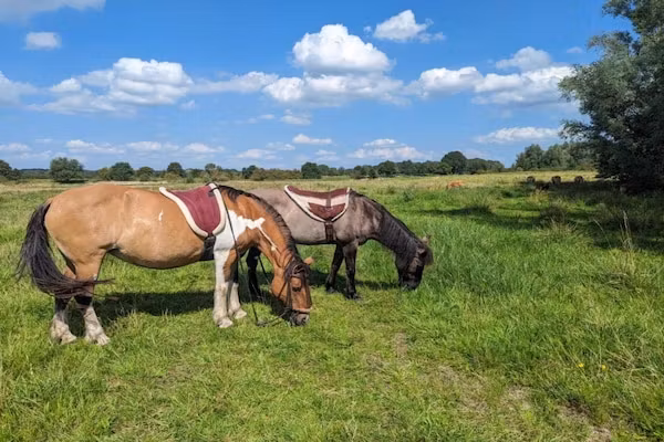 Vakantie bij Meeussen - Molendal 1 in Plasmolen - Foto 40 van 40