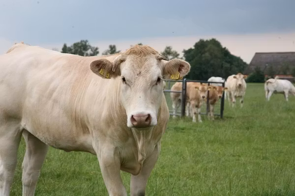 Marke van Ruinen 1 in Ruinen - Foto 22 van 22