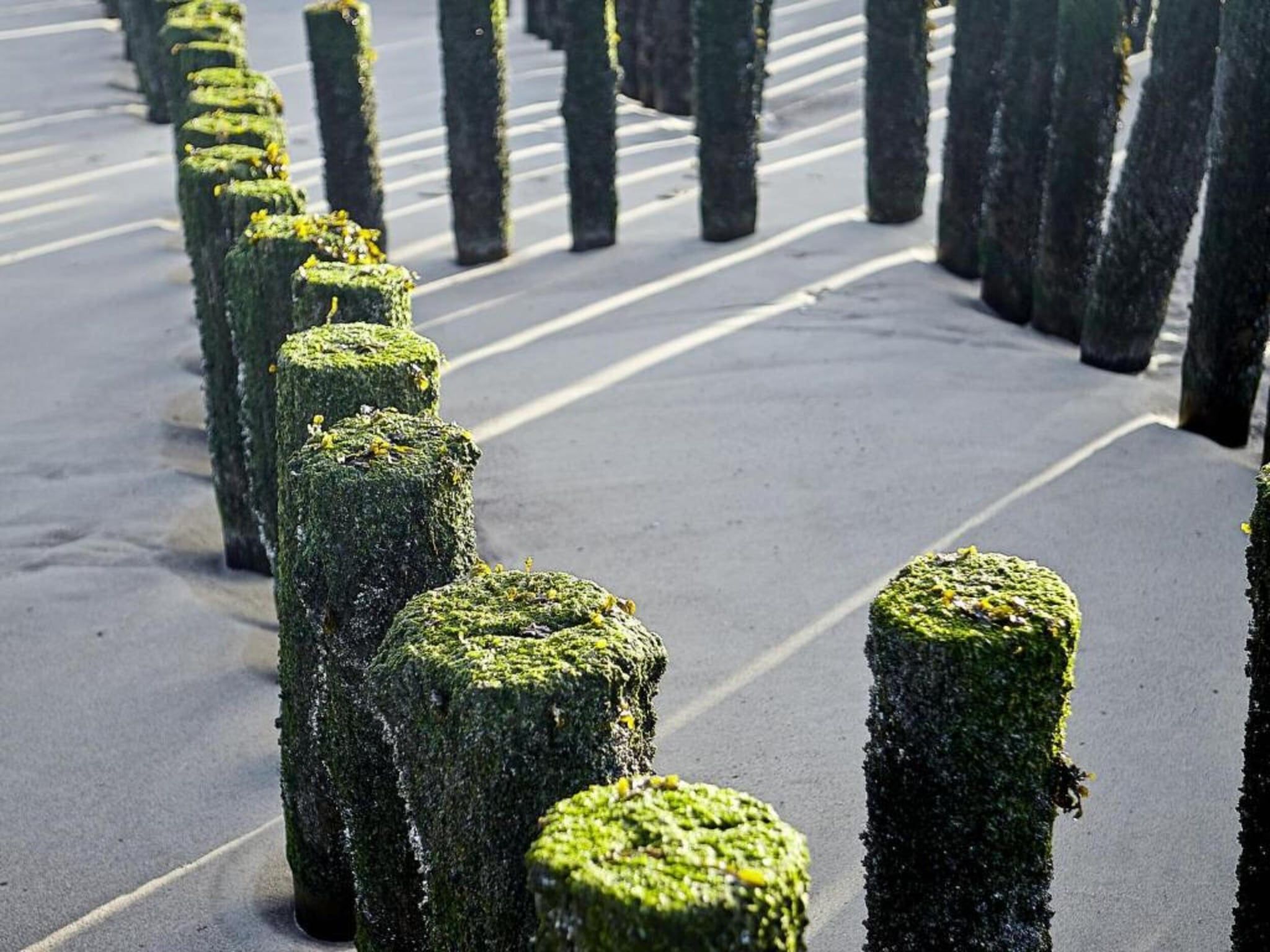 Beach Resort Nieuwvliet-Bad 16 in Nieuwvliet-Bad - Foto 27 van 41