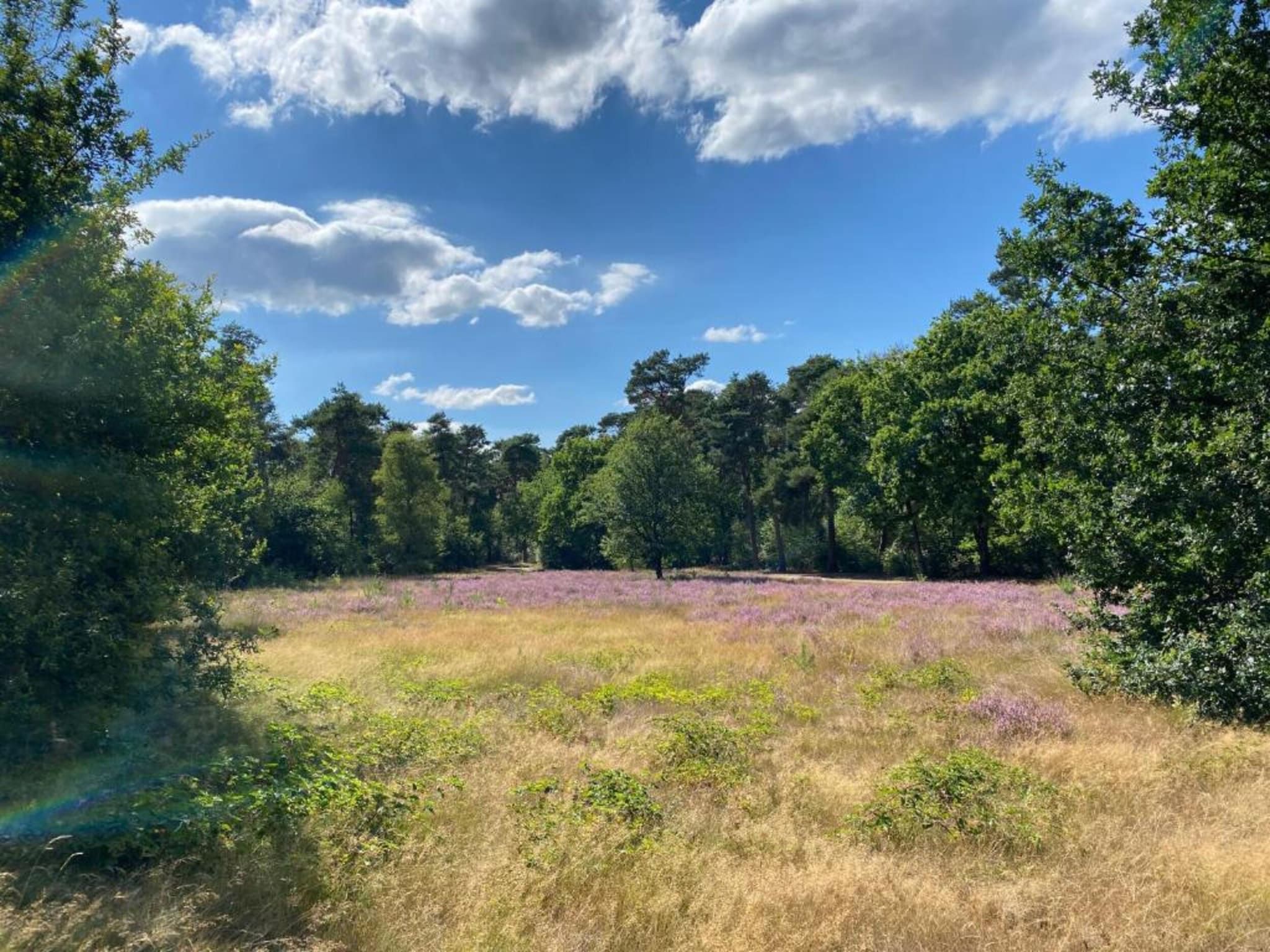 De omgeving van Vakantiepark De Heihorsten 3 in Someren