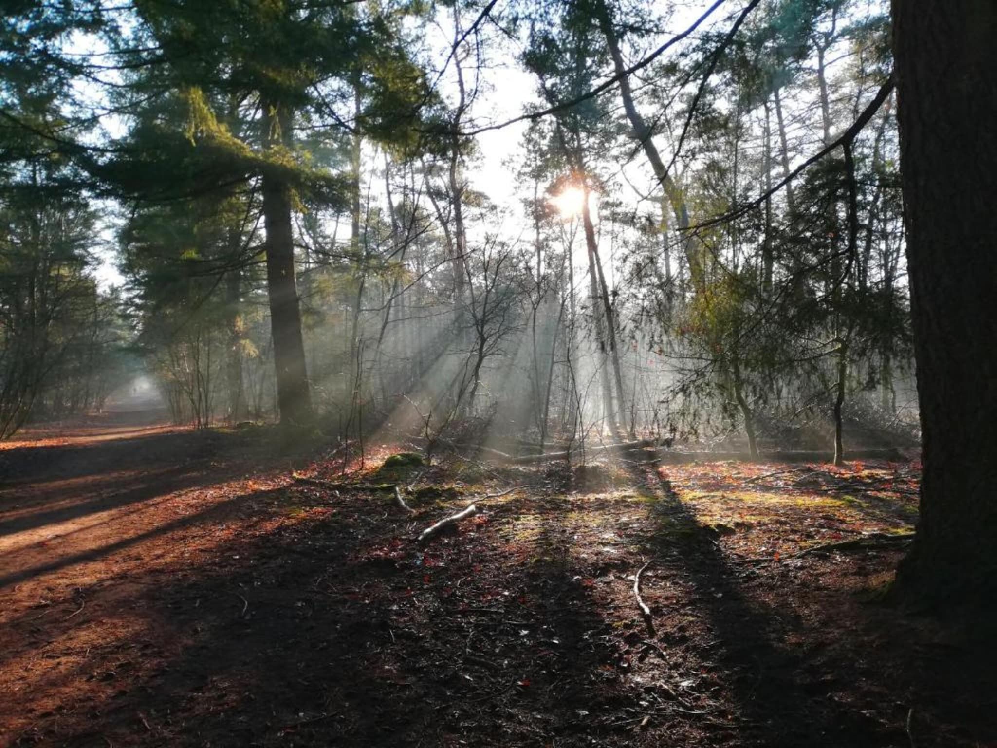 De omgeving van Bospark 't Wolfsven 14 in Mierlo