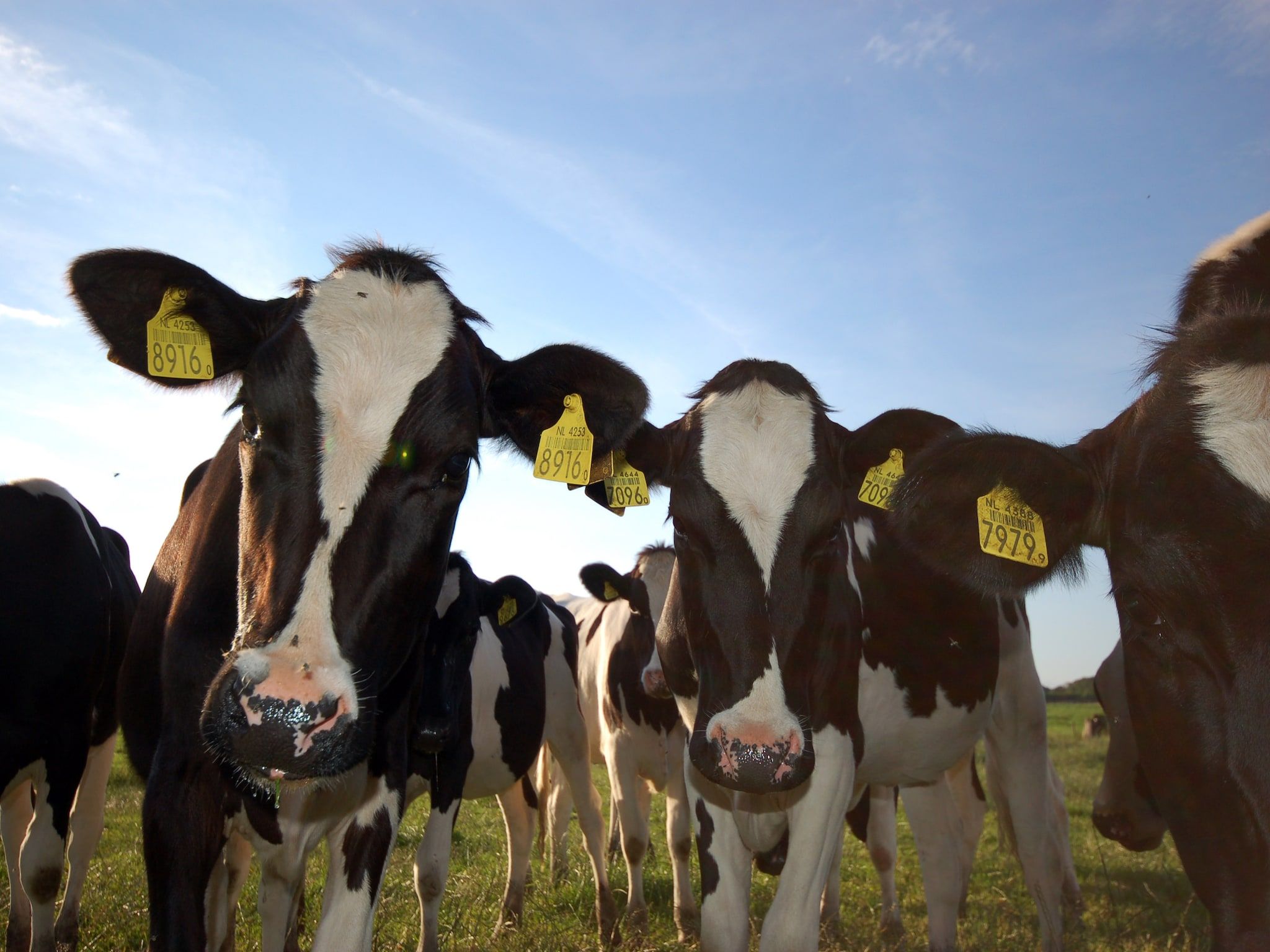 Sfeerbeeld van Recreatiepark Wiringherlant - Wiringher Chalet 83 in Hippolytushoef