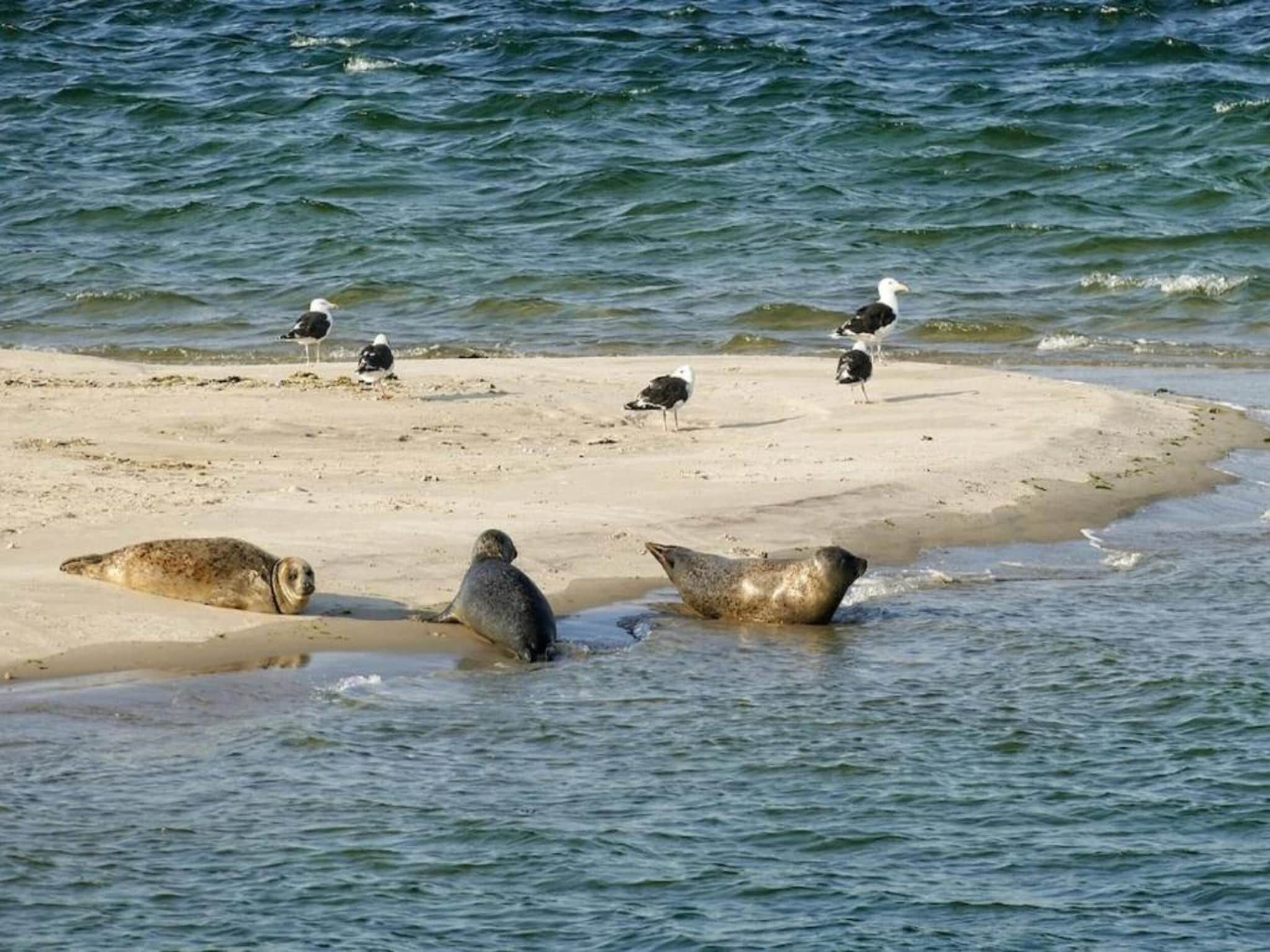 Vakantiepark Hof van Zeeland 1 in Heinkenszand - Foto 40 van 40