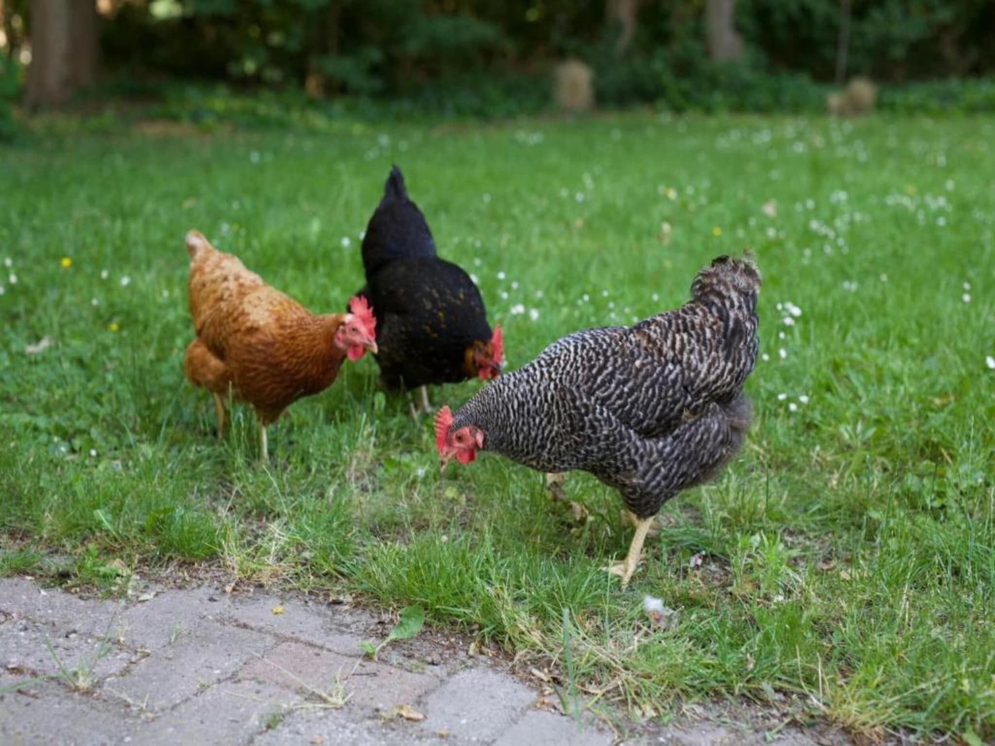 Vakantiepark Hof van Zeeland 6 in Heinkenszand - Foto 29 van 40