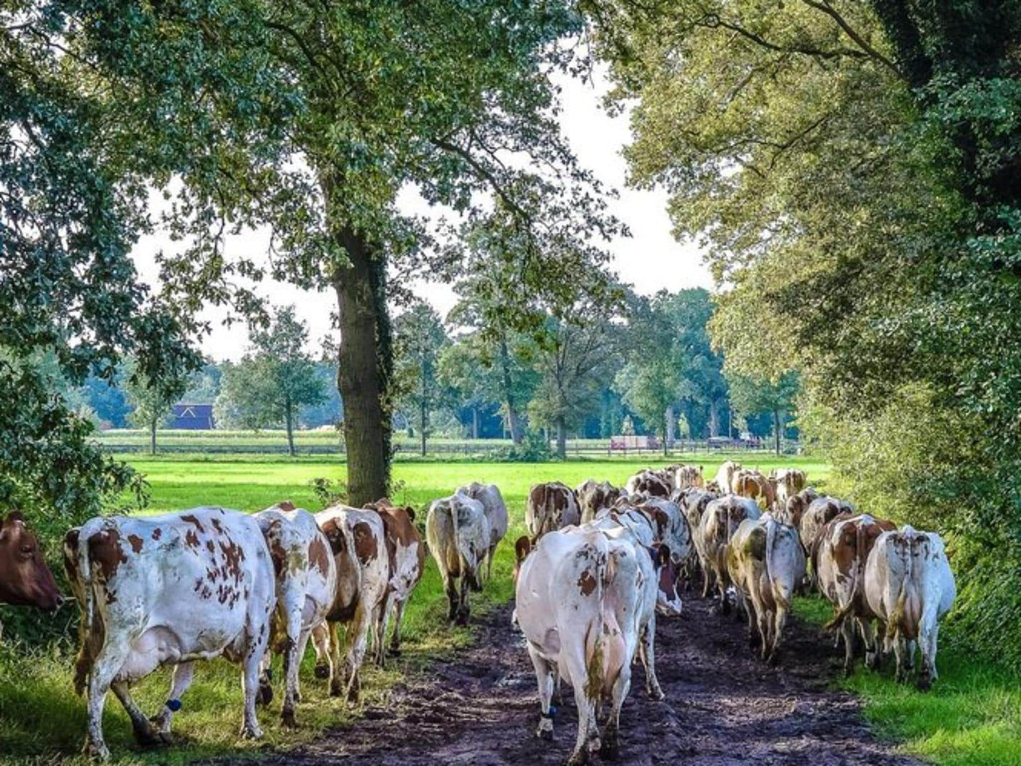 De omgeving van Vakantiepark Mölke 30 in Zuna