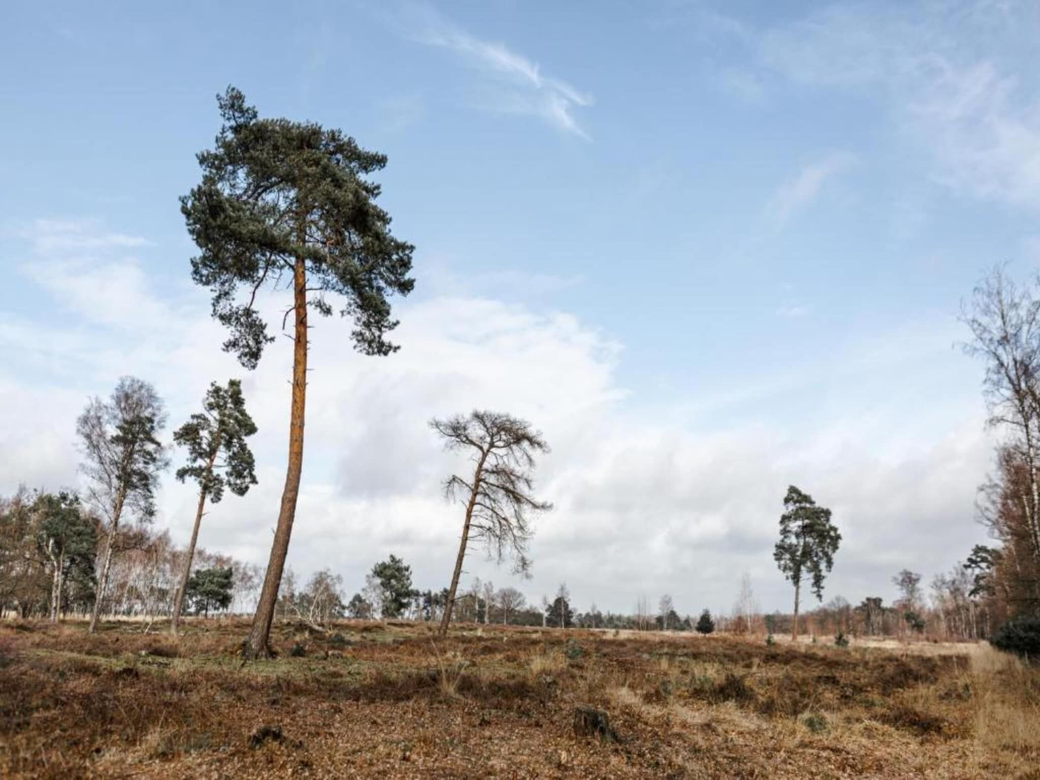 De omgeving van Bospark 't Wolfsven 16 in Mierlo