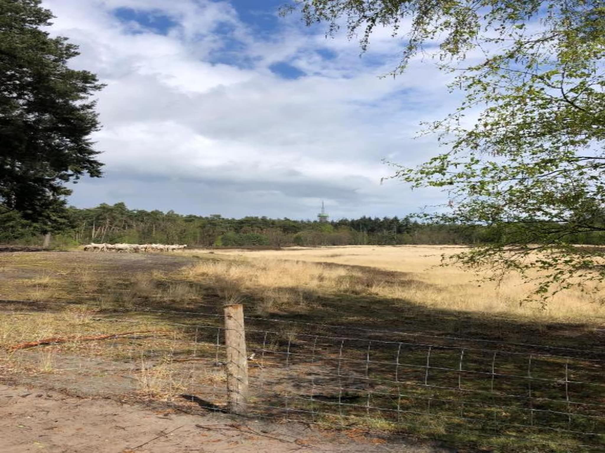 De omgeving van Bospark 't Wolfsven 17 in Mierlo