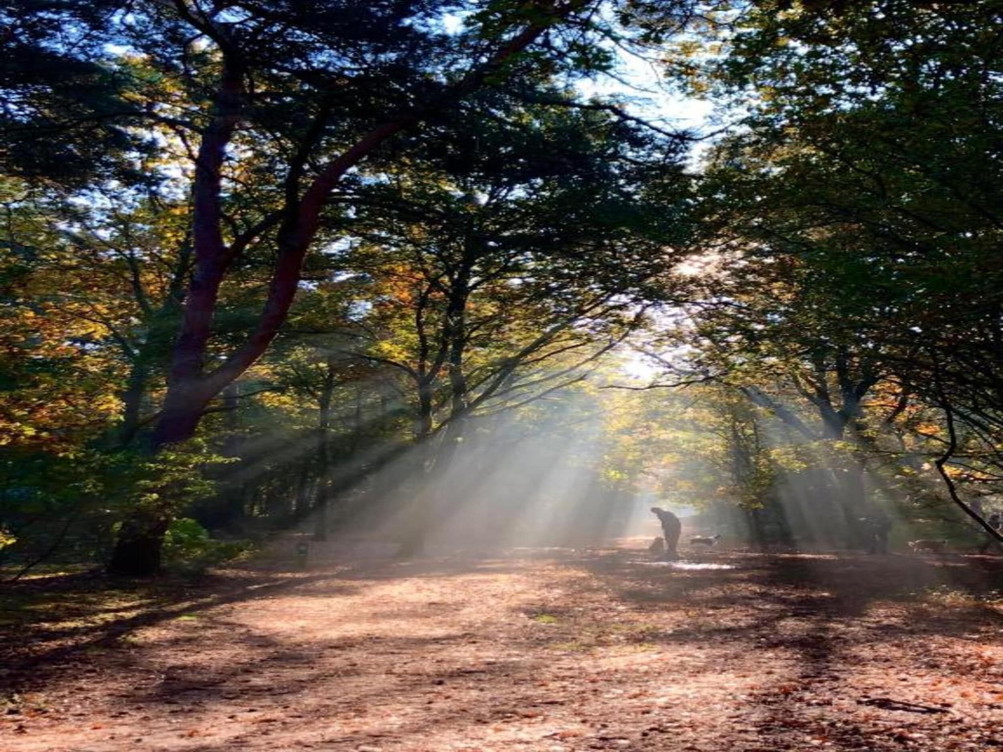 De omgeving van Bospark 't Wolfsven 17 in Mierlo