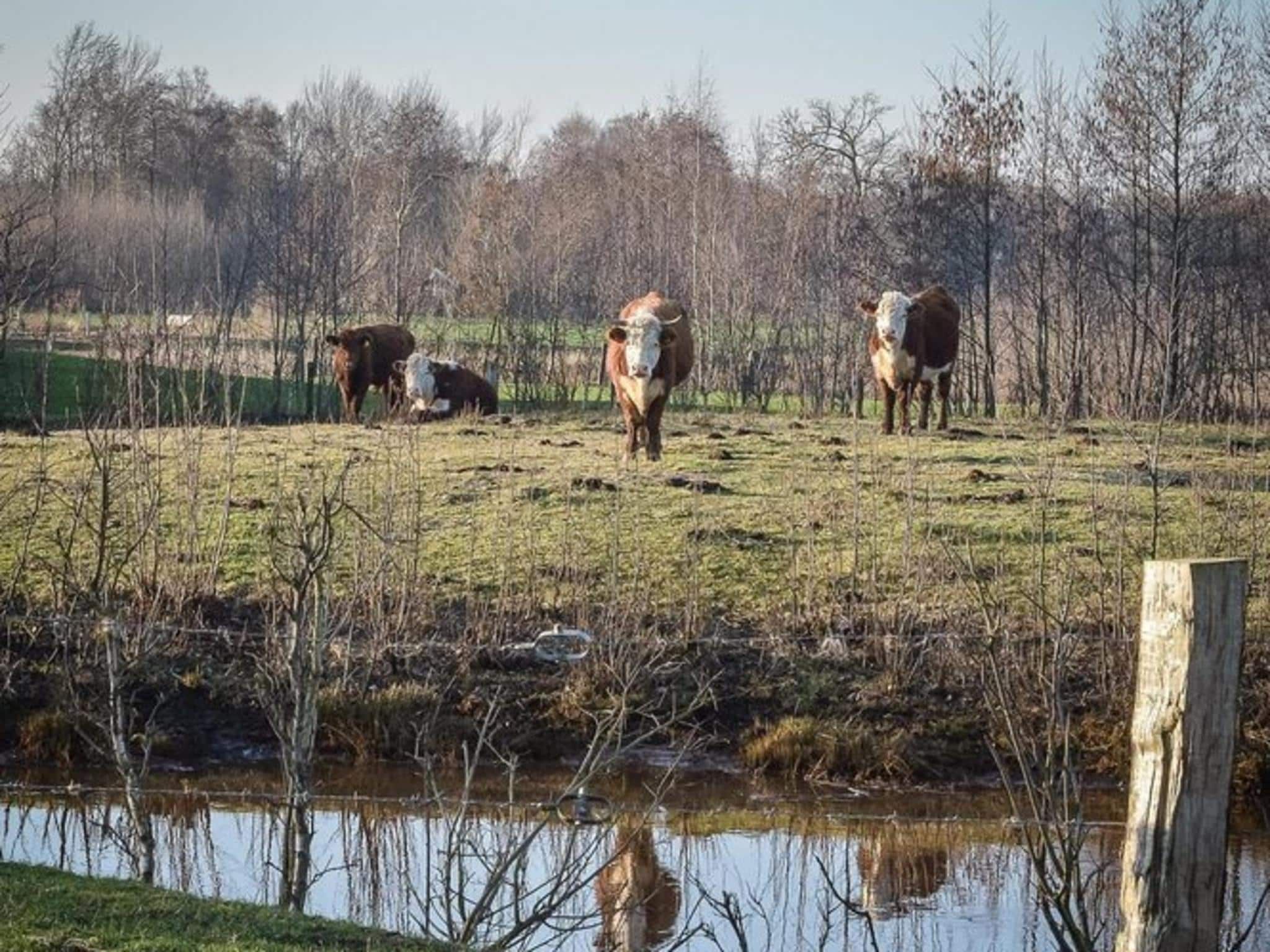 De omgeving van Buitenplaats Holten 18 in Rijssen
