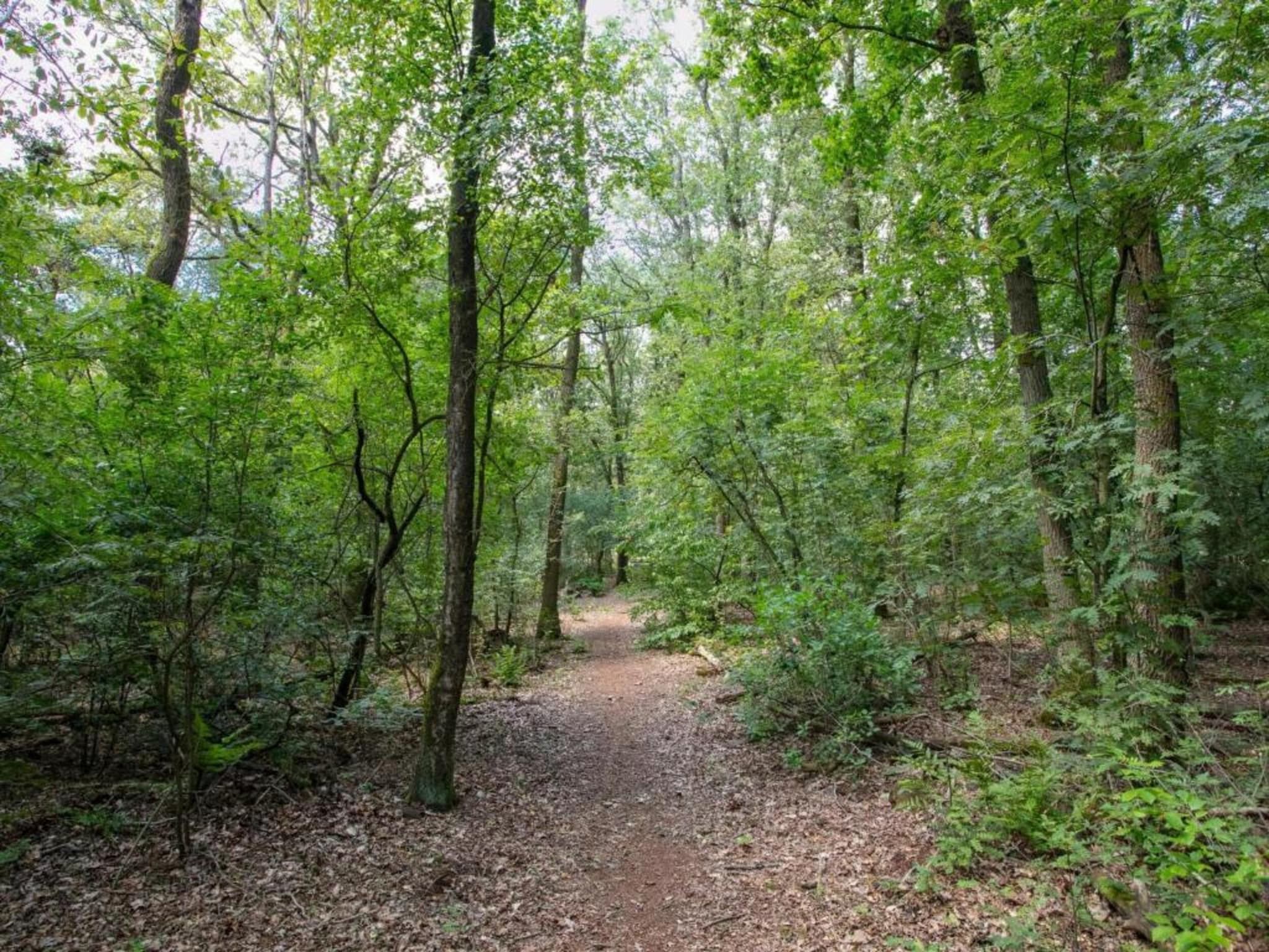 De omgeving van Vakantiepark Schaijk 8 in Schaijk