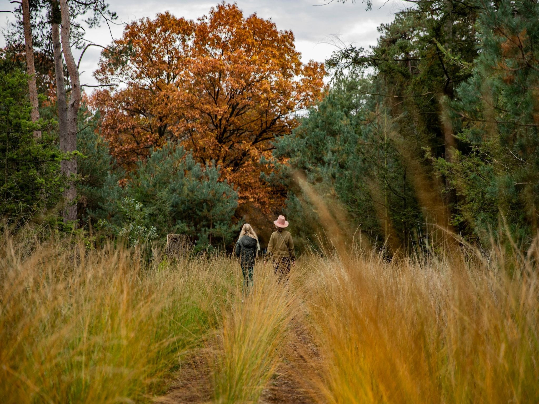 De omgeving van Vakantiepark De Heihorsten 4 in Someren