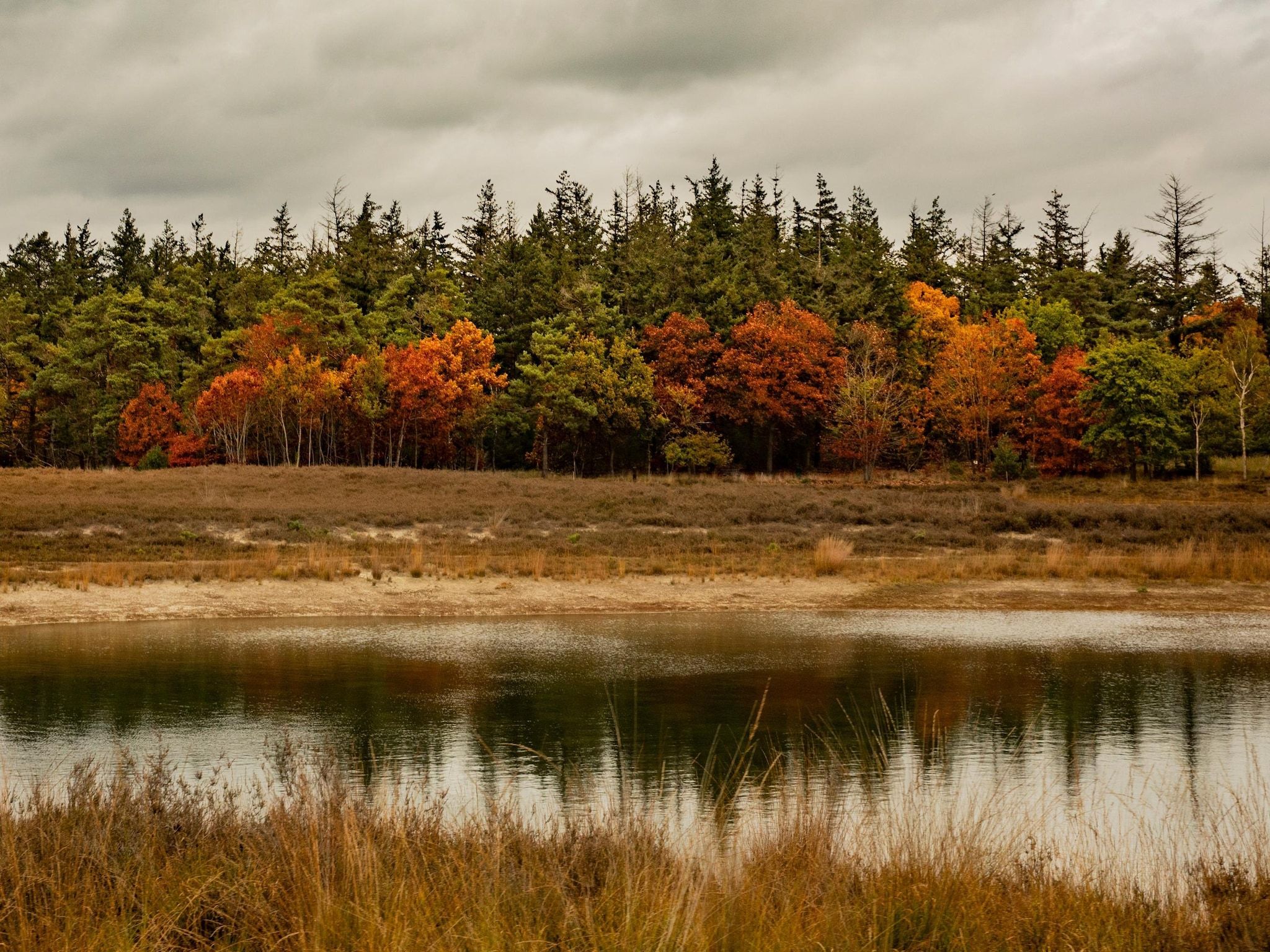 De omgeving van Vakantiepark De Heihorsten 5 in Someren