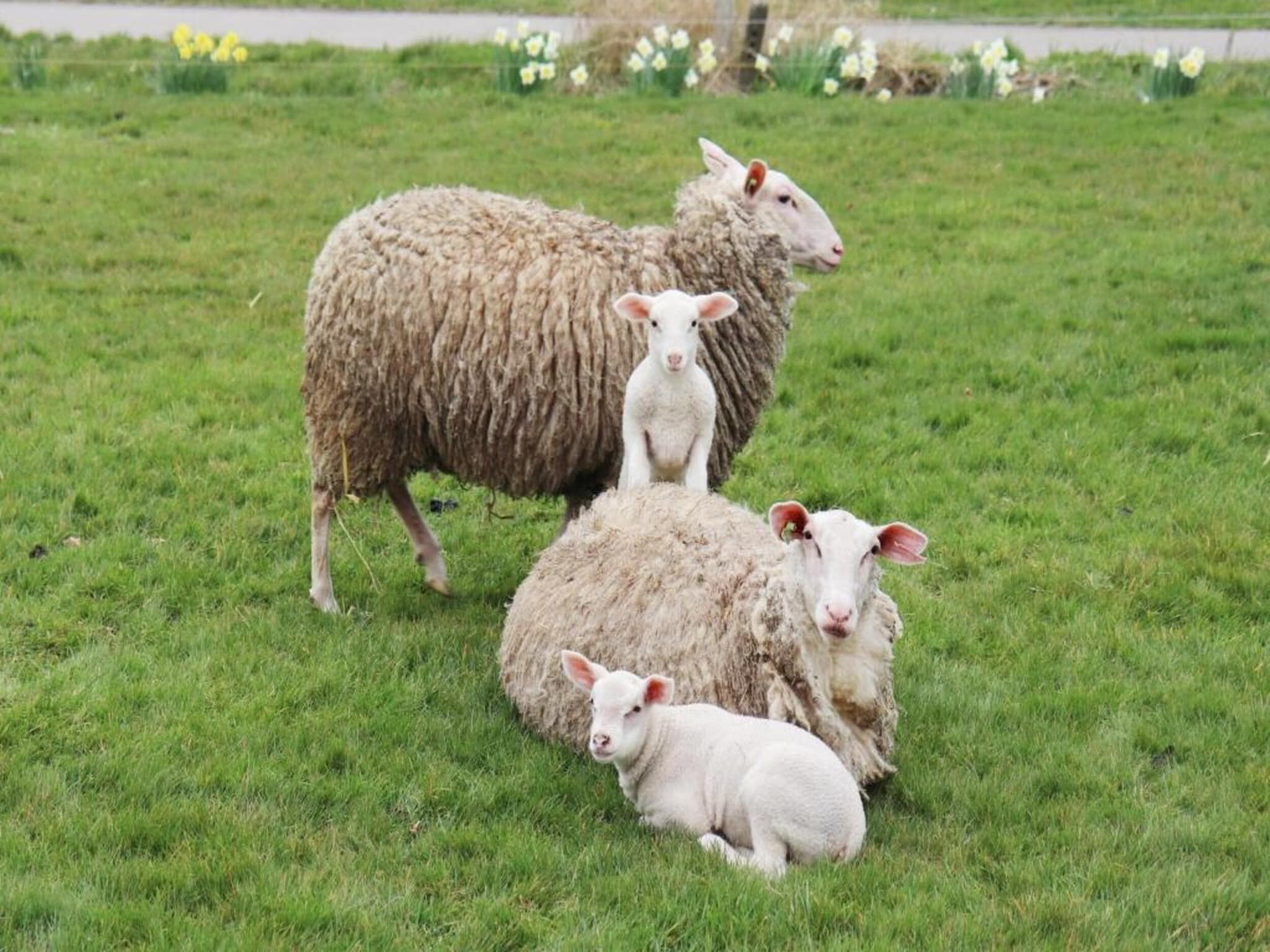 Recreatiepark Idskenhuizen 1 in Idskenhuizen - Foto 30 van 45