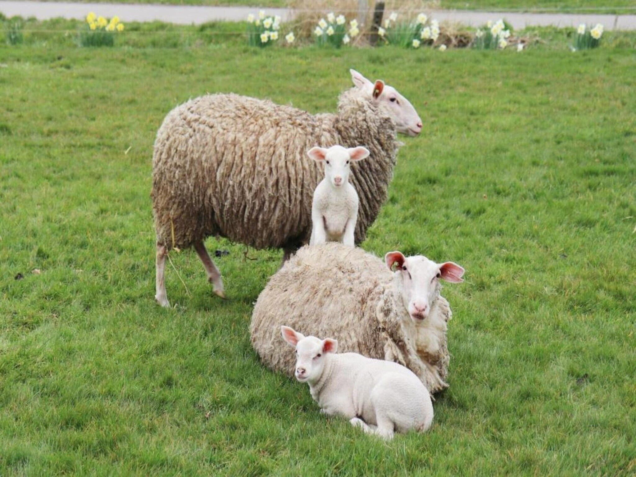 Recreatiepark Idskenhuizen 4 in Idskenhuizen - Foto 38 van 40