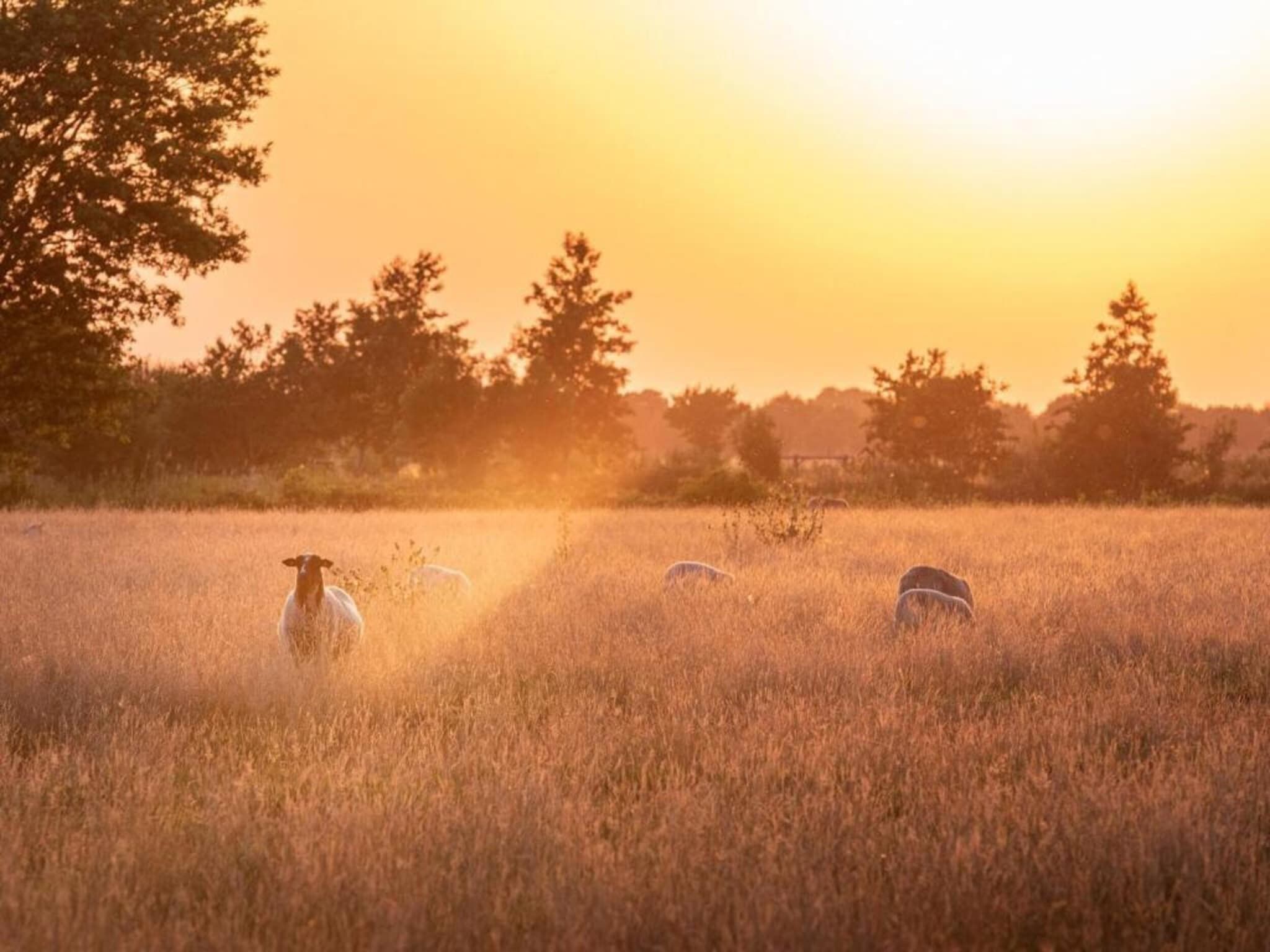 Acker Lodges 1 in Ruinerwold - Foto 33 van 40