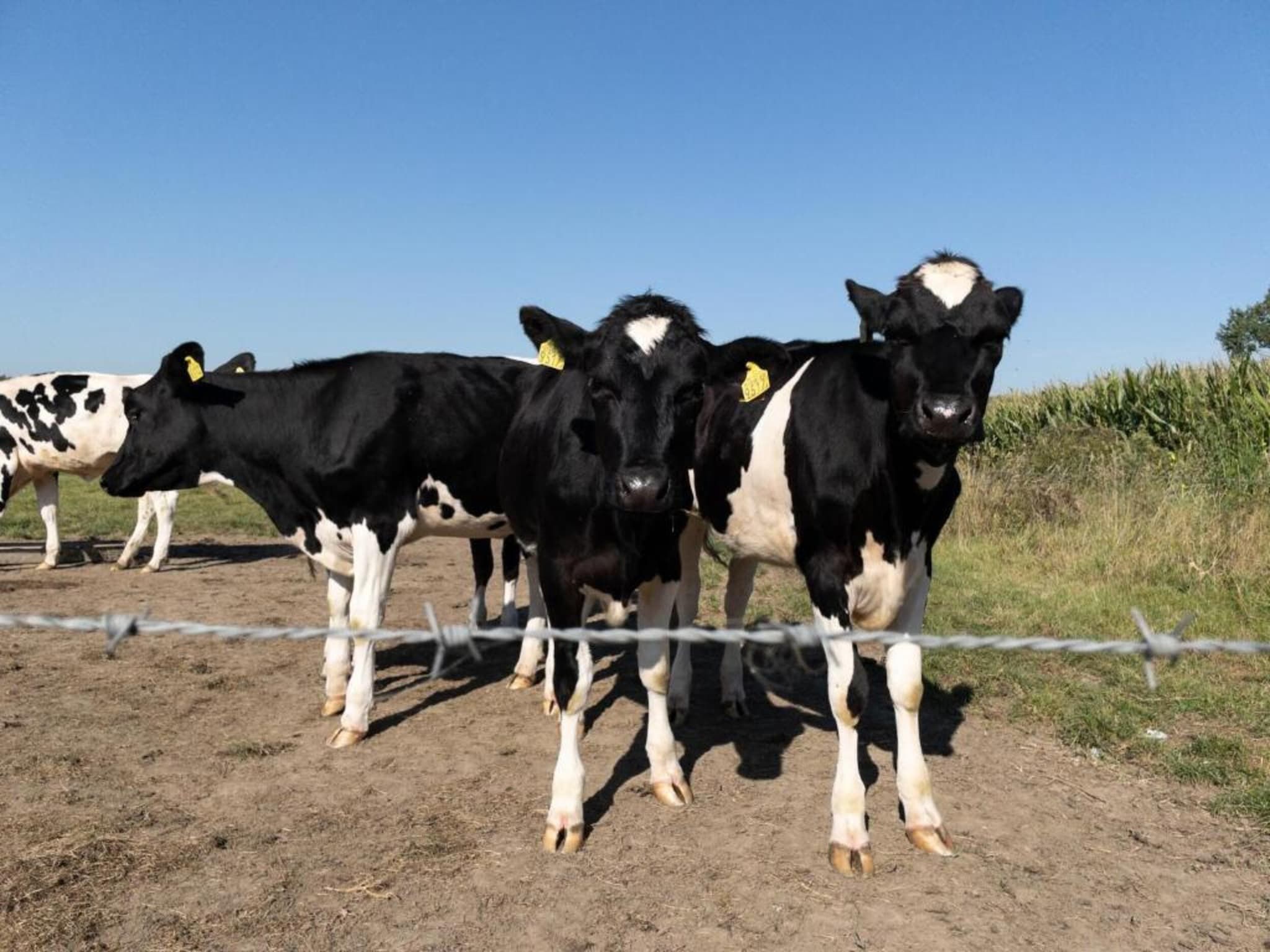 Vakantiepark 't Broeckhuys 1 in Ewijk - Foto 35 van 75