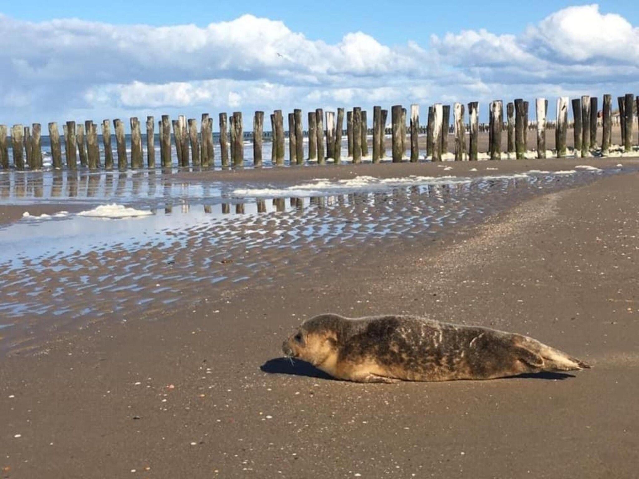 Buitenhof Domburg  16 in Domburg - Foto 33 van 33