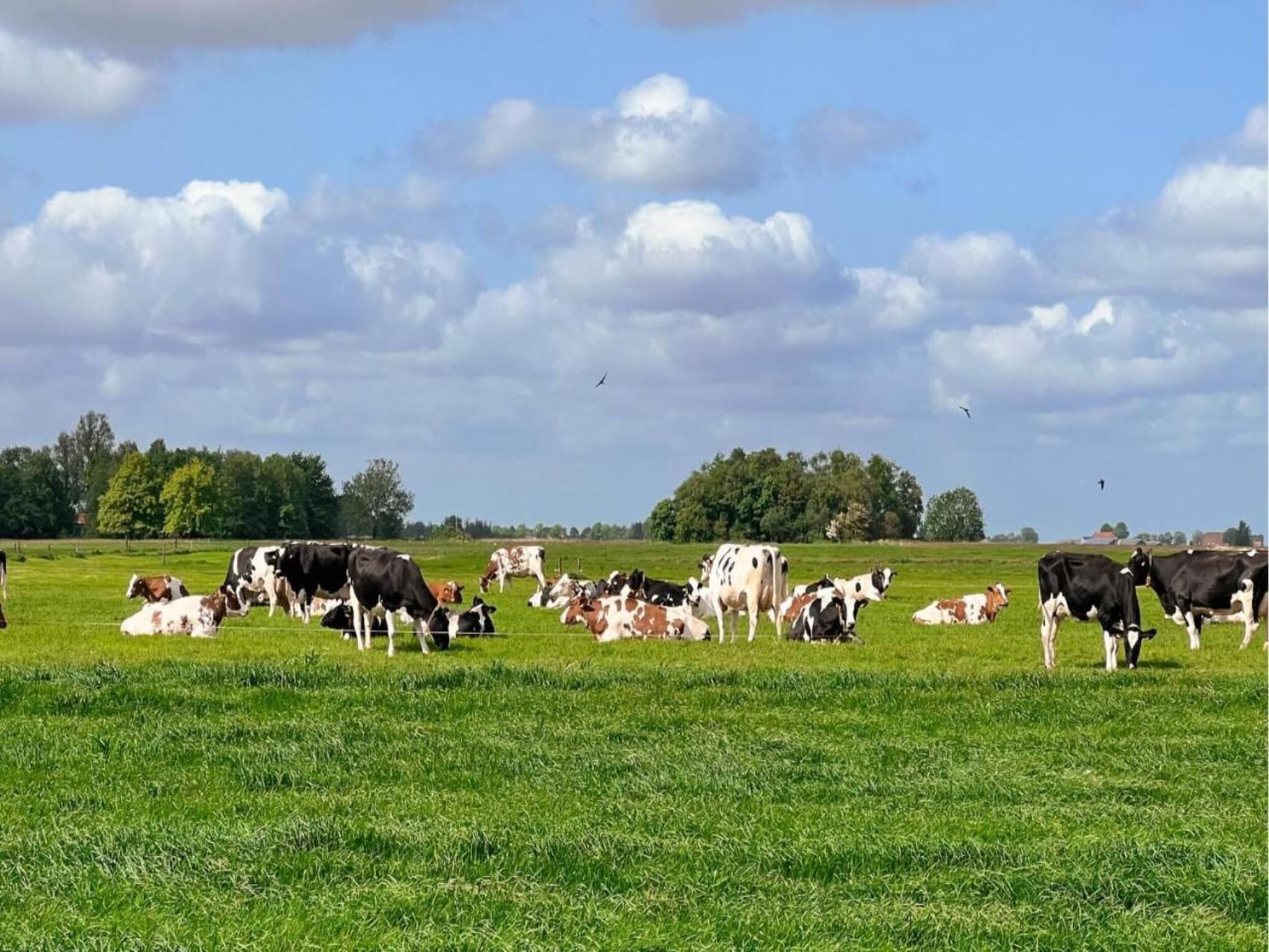 Friese Meren Villa's 22 in Delfstrahuizen - Foto 37 van 41