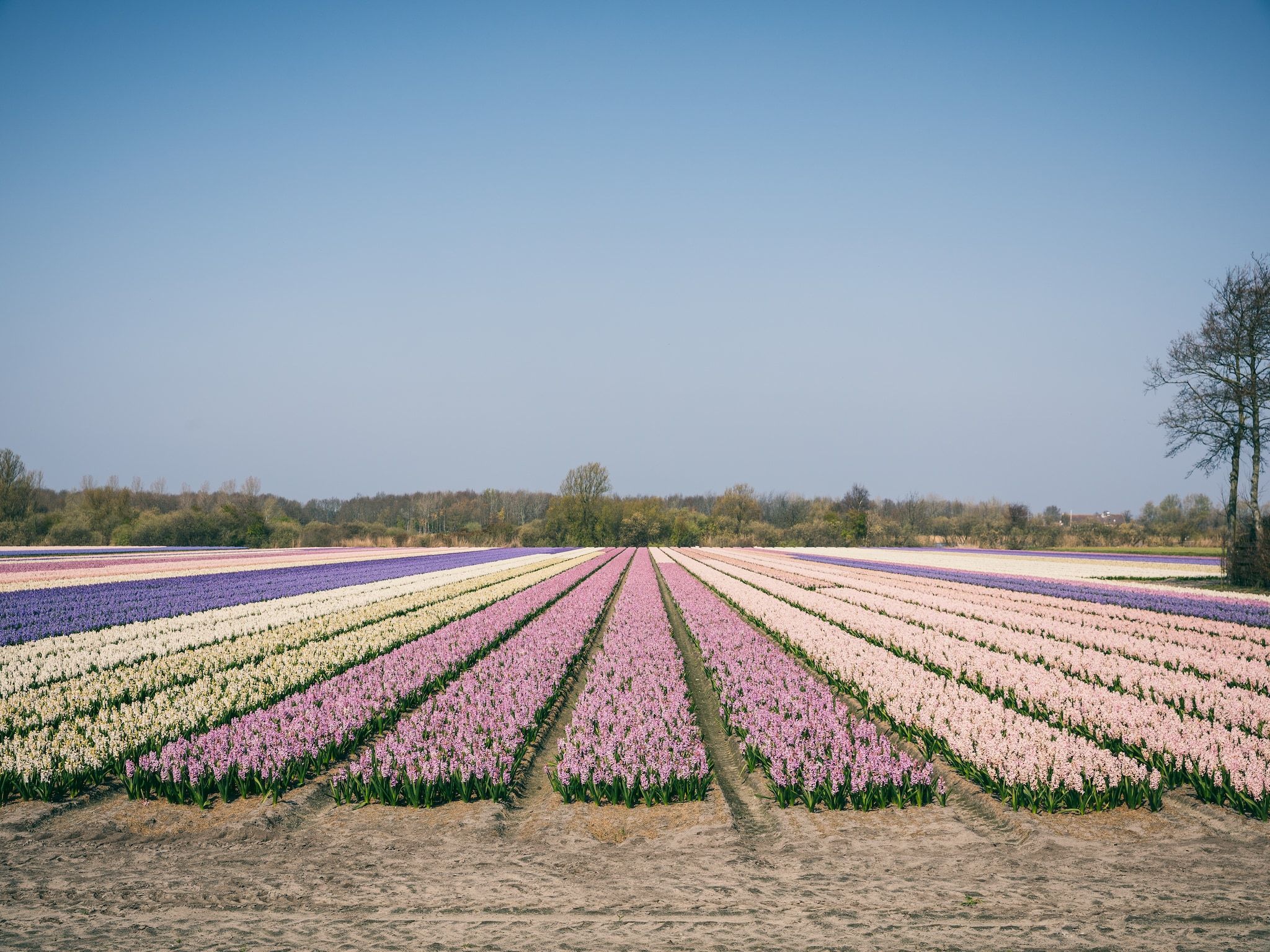 Duinresort Dunimar 3 in Noordwijkerhout - Foto 21 van 40