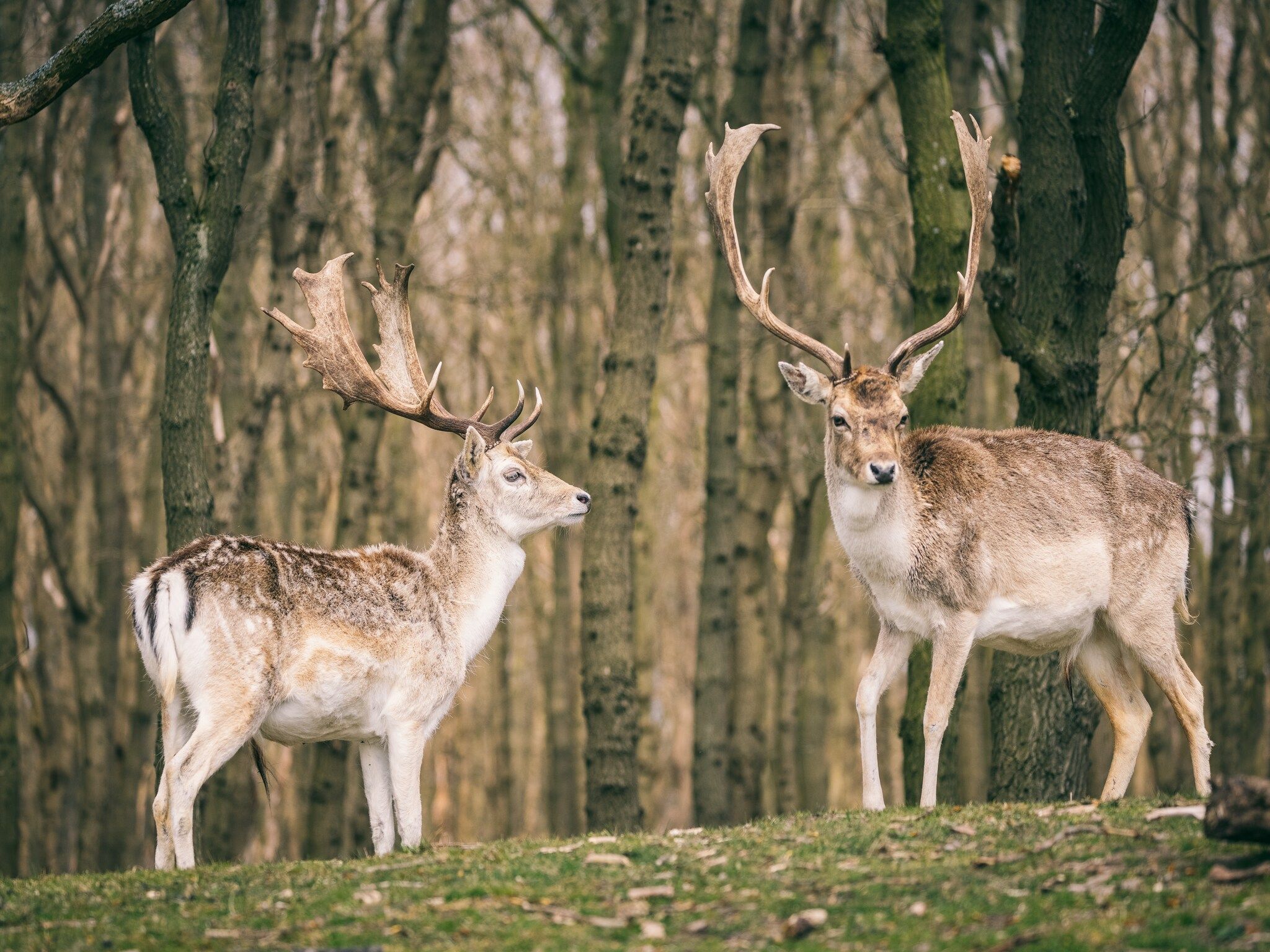 De omgeving van Duinresort Dunimar 5 in Noordwijkerhout