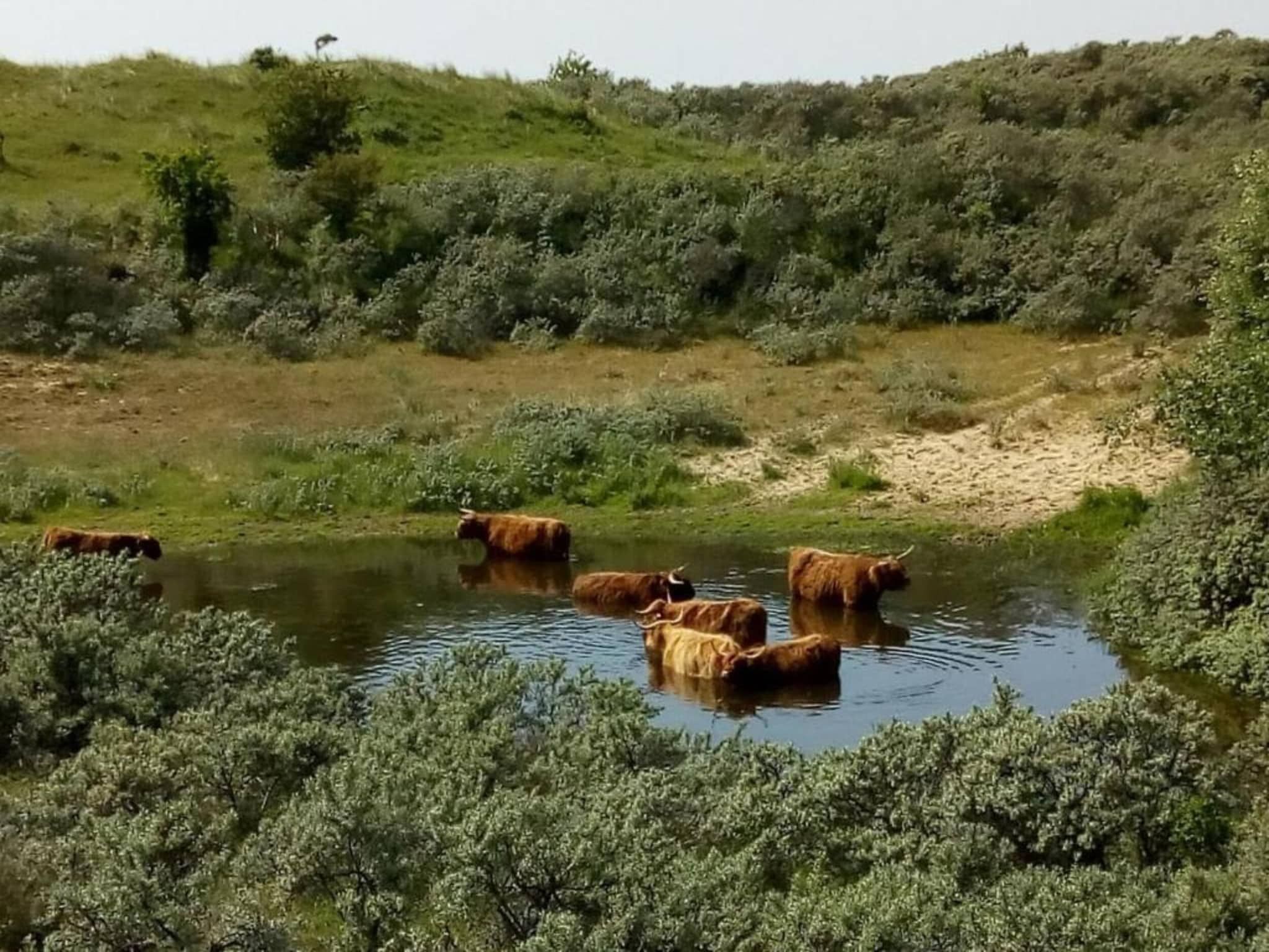 Resort Beach Houses Wijk aan Zee 4 in Wijk aan Zee - Foto 39 van 40