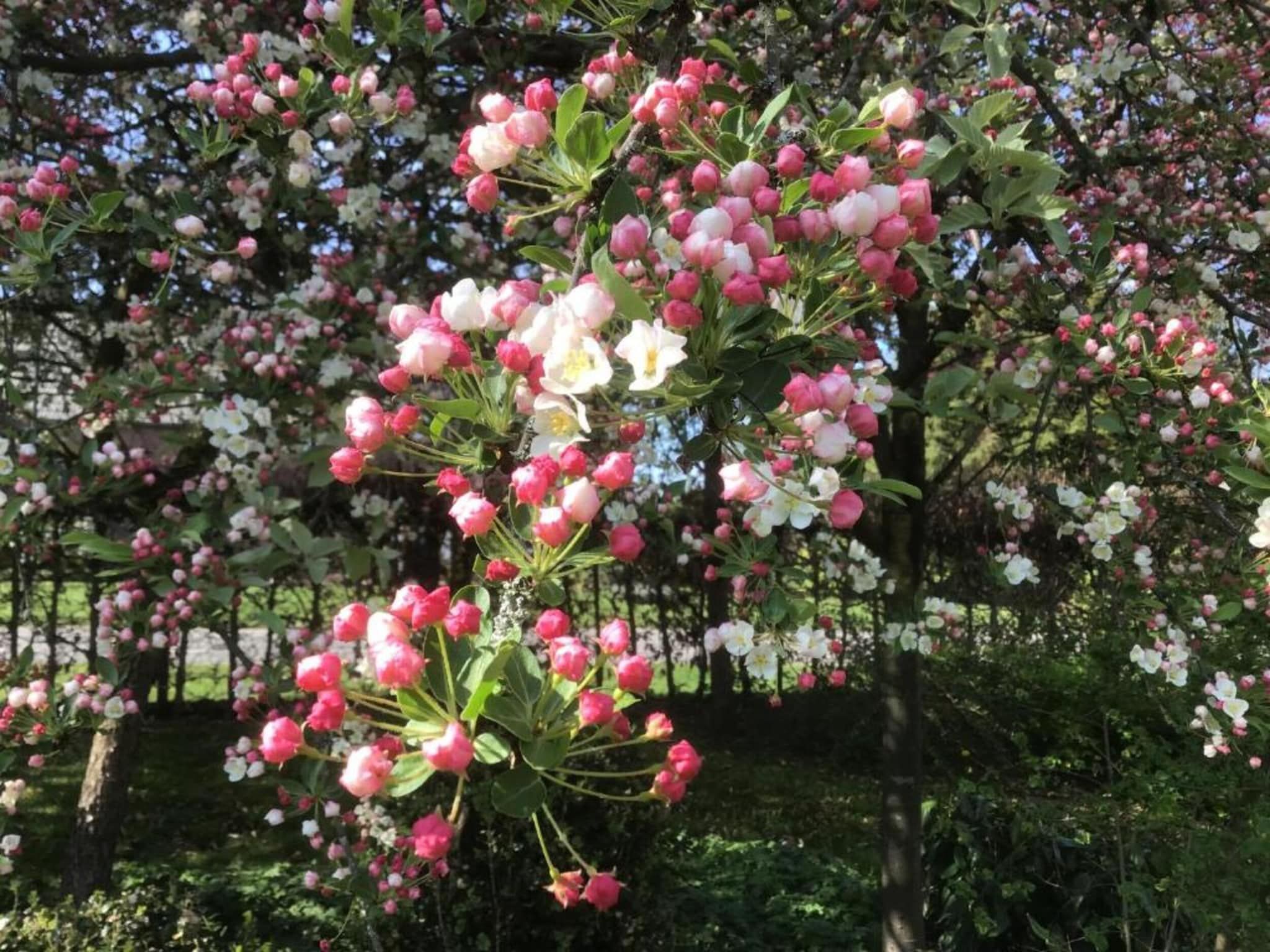 Vakantiepark Molenvelden 7 in Veldhoven - Foto 23 van 39