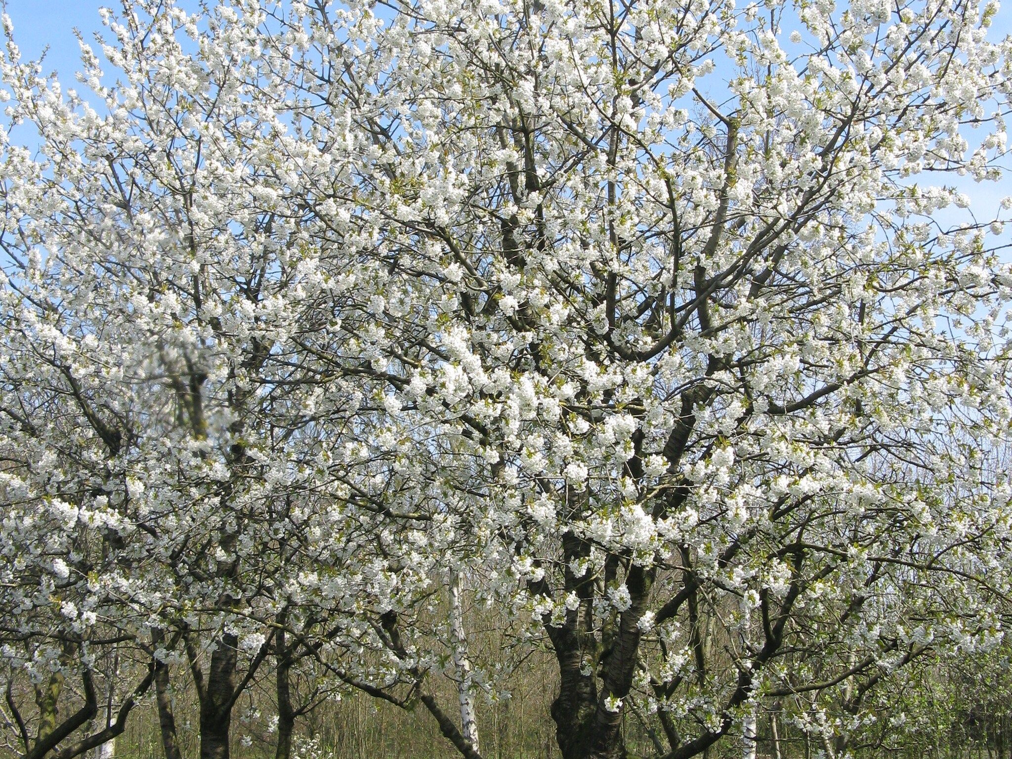 Sfeerbeeld van Koe in de Kost 4 in Heeten