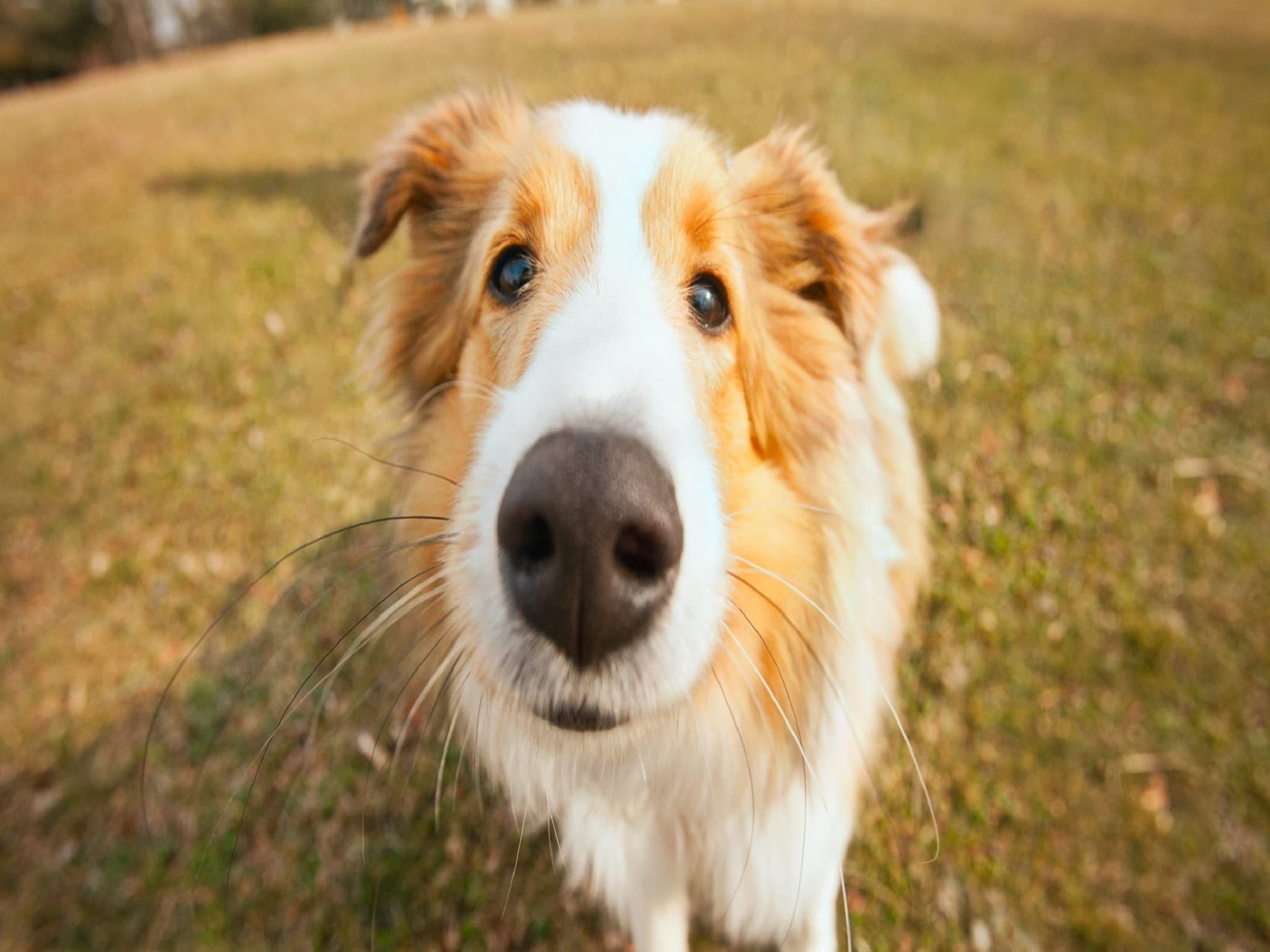 Sfeerbeeld van Bospark 't Wolfsven 21 in Mierlo