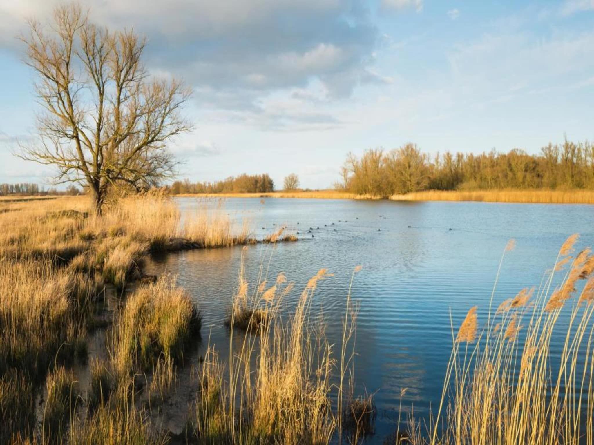 Vakantiepark Latour 4 in Oirschot - Foto 35 van 40