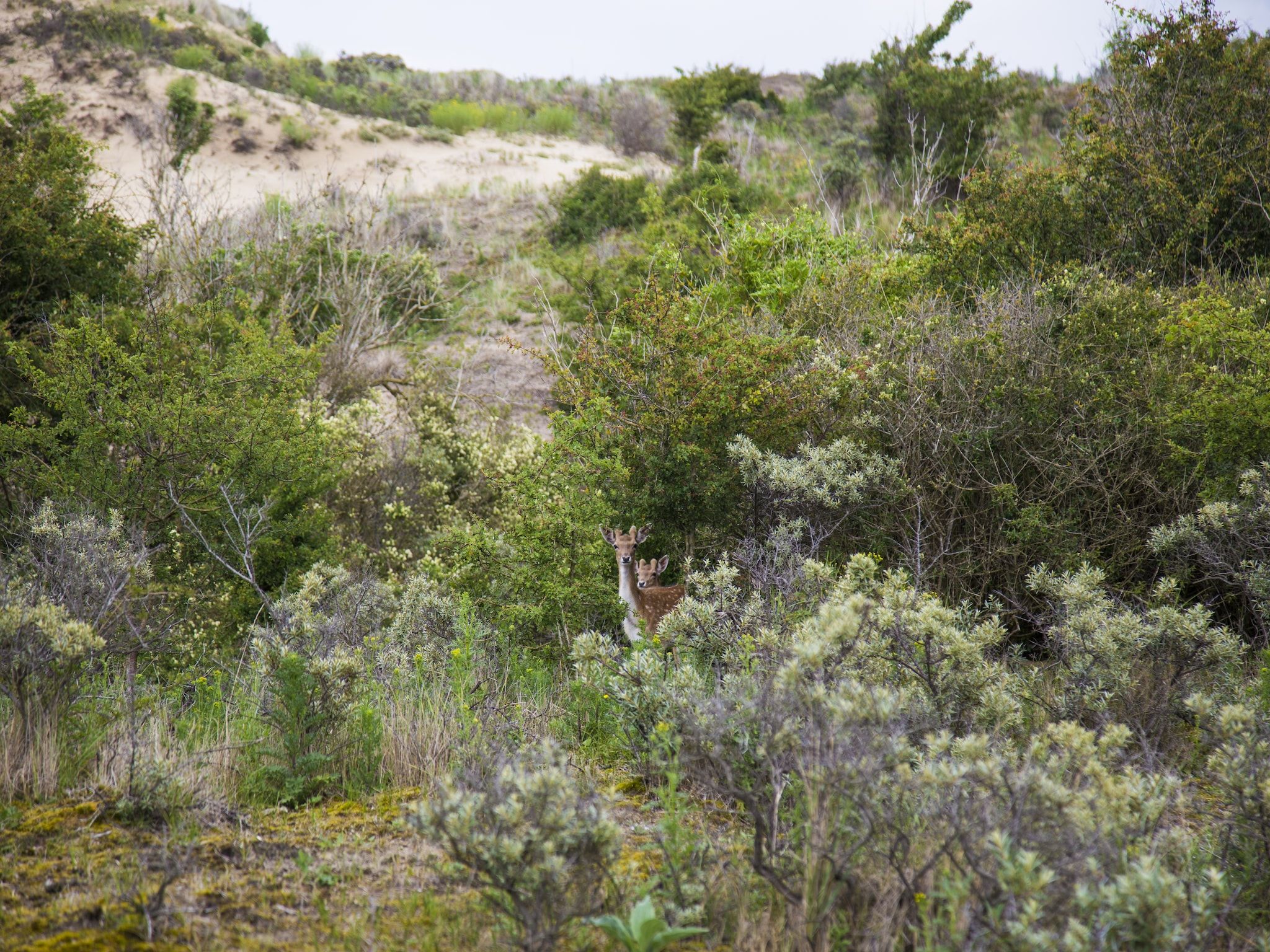 De omgeving van Vakantiepark Duinrust 2 in Noordwijk aan zee