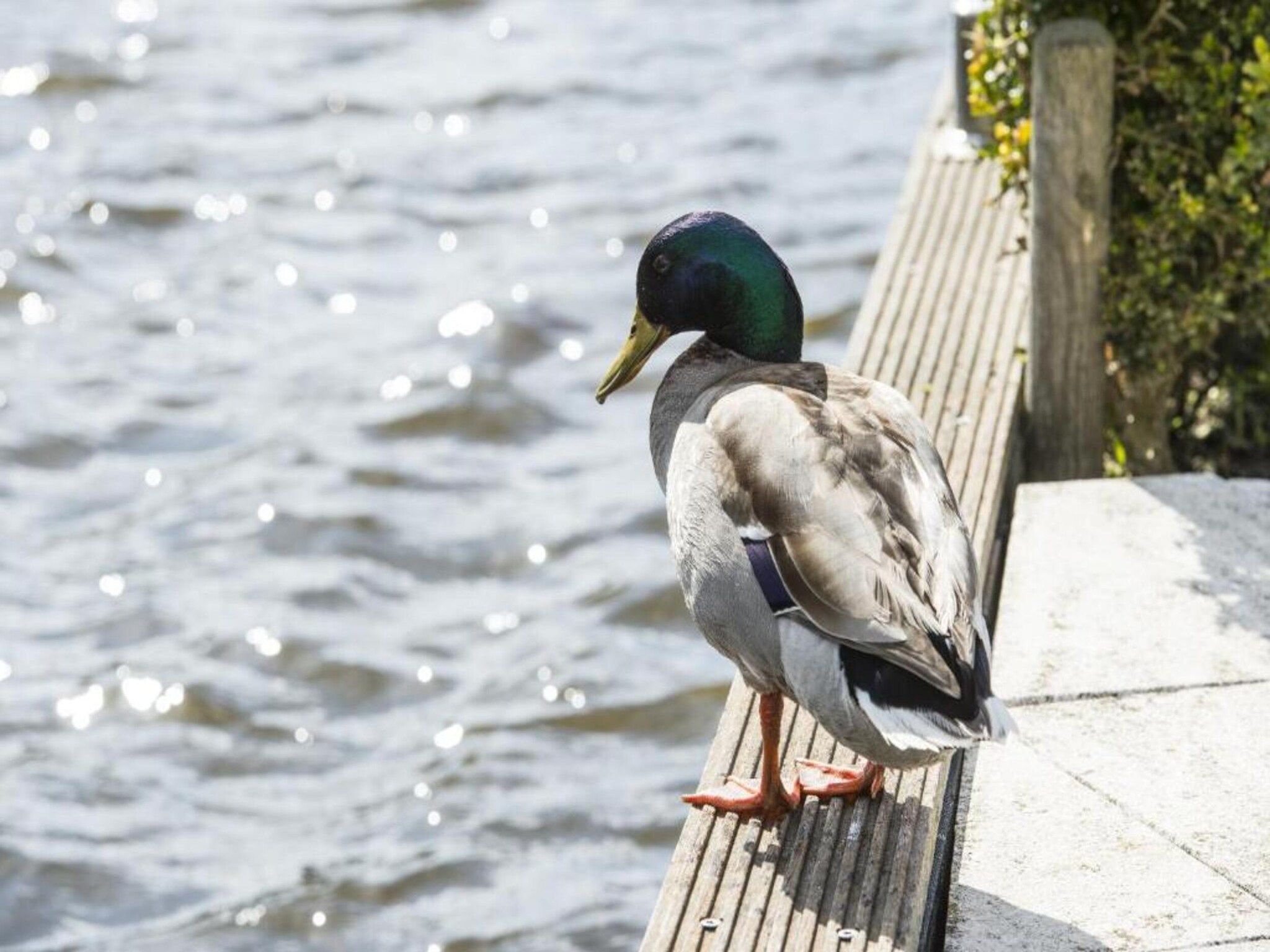MarinaPark Nieuw Loosdrecht 2 in Nieuw-Loosdrecht - Foto 33 van 43